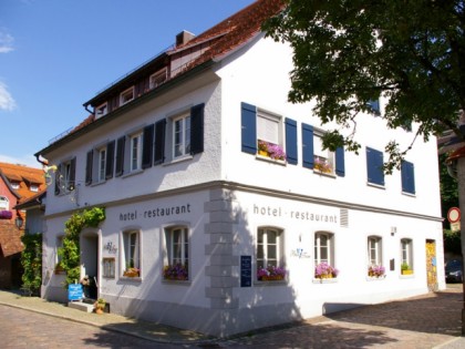 Foto: Blaue Traube